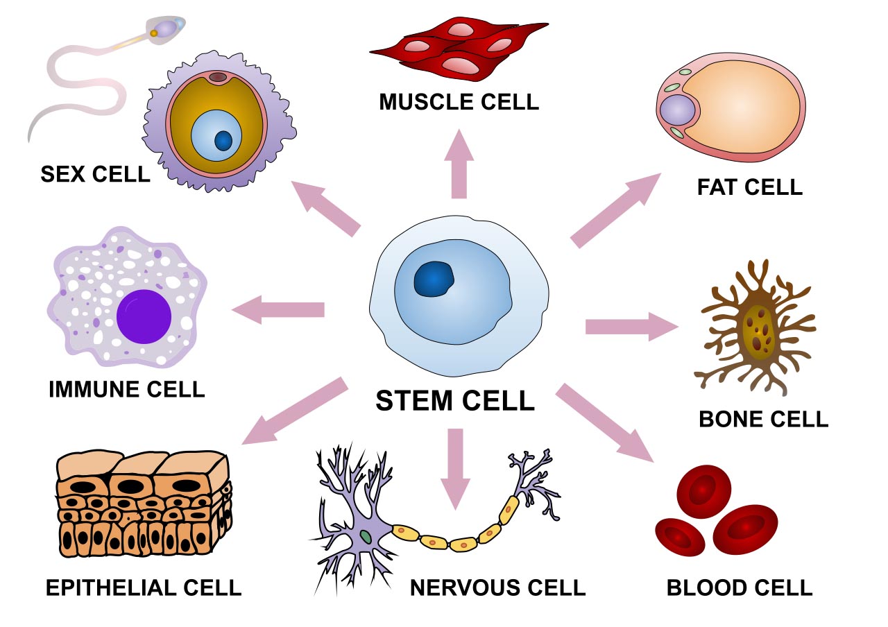 define stem cell biology